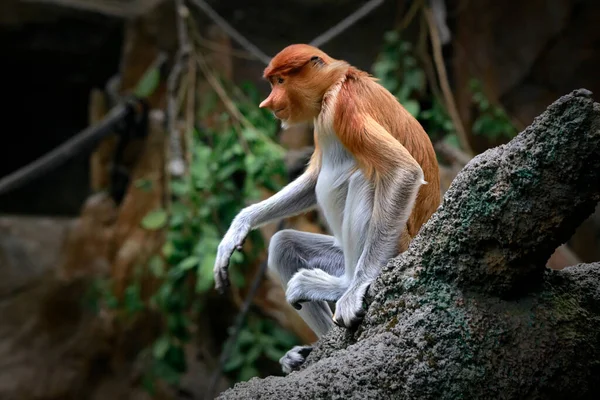 Proboscis maymunu (Nasalis larvatus) veya uzun burunlu maymun veya bekantan, alışılmadık büyüklükte burnu, kırmızımsı kahverengi deri rengi ve uzun kuyruğu olan eski dünya maymunudur. Güneydoğu Asya adası Borneo 'ya özgüdür.