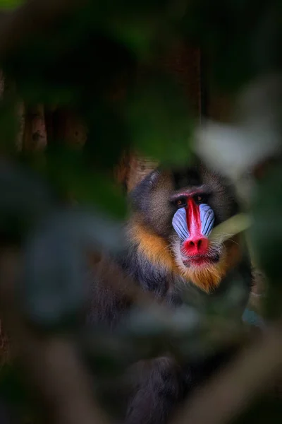 Mandrill Mandrillus Sphinx Primate Old World Monkey Cercopithecidae Family One — Foto de Stock