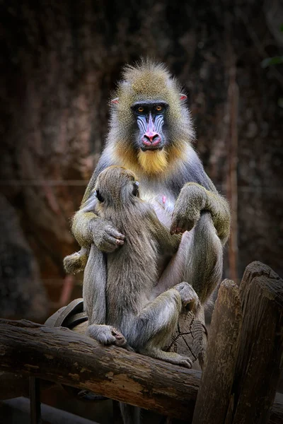 Mandrill (Mandrillus sfenks), Eski Dünya maymunu (Cercopithecidae) familyasından bir primatdır. Mandrillus cinsine tahsis edilmiş iki türden biridir. Bir zamanlar Papio cinsinde babun olarak sınıflandırılmıştı ama kendi cinsi olan Mandrillus 'a sahipti.