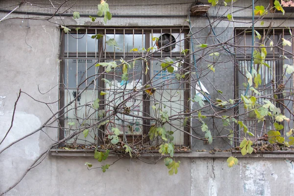 Güzel mimarisi olan pencereler. Eski evler ve binalar