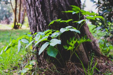 Ağacın dibinde güzel yapraklar büyüyor.