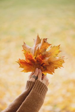 Sarı sonbahar akçaağaç yaprakları dişilerin elinde.