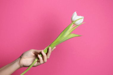 Lale pembe arka planda kadın elinde..