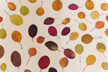 Beyaz arkaplanda renkli sonbahar yaprakları.