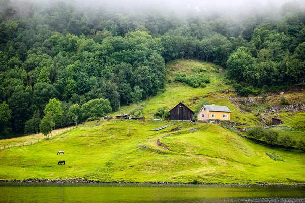 Norwegian landscape with horses — Stock Photo, Image