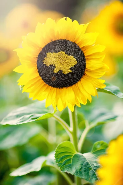 Tournesol avec une carte de Ukraine — Photo