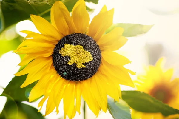 Sunflower with a map of Ukraine — Stock Photo, Image