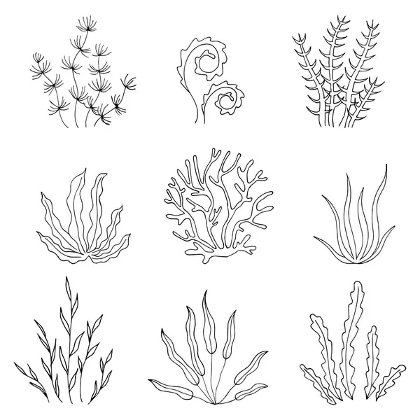 Collection Seaweed Set Plants Sea — Stock Vector