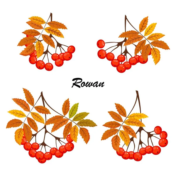 有叶子和浆果的罗文树枝 在白色背景上孤立的说明 Rowanberry秋季设计 — 图库矢量图片