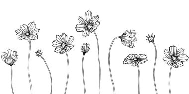 Isolated cosmea illustration element. Spring wildflower isolated. Black and white engraved ink art.  clipart
