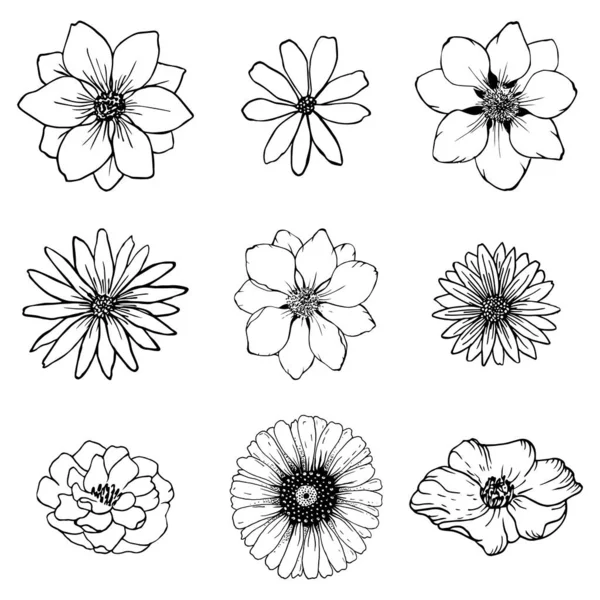 スケッチの花の線画を設定します ネイチャーラインアートベクトル 植物図 — ストックベクタ