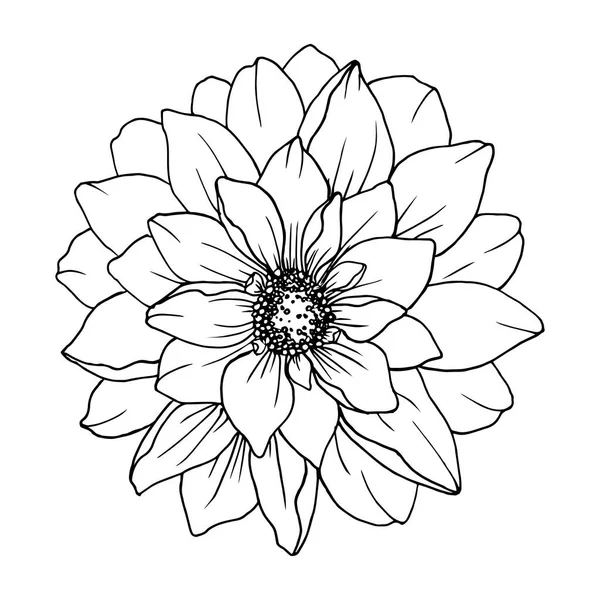 Декоративный Цветок Изолированный Белый Фон Ручной Рисунок Ботанической Черно Белой — стоковый вектор
