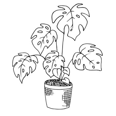 Saksıdaki canavar. Ev dekorasyonları.