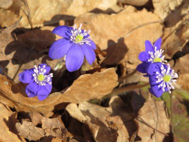 Kuru otlar ve kahverengi yapraklardan oluşan bir arka planda kar damlaları.