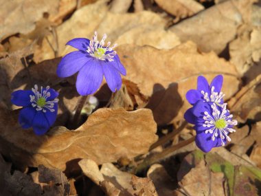 Kuru otlar ve kahverengi yapraklardan oluşan bir arka planda kar damlaları.