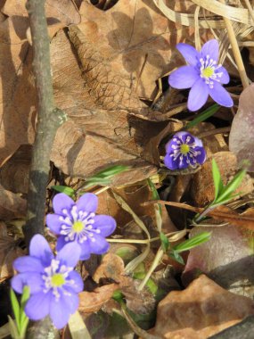 Kuru otlar ve kahverengi yapraklardan oluşan bir arka planda kar damlaları.