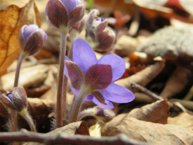 Kuru otlar ve kahverengi yapraklardan oluşan bir arka planda kar damlaları.