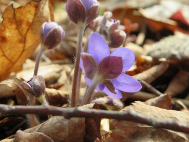 Kuru otlar ve kahverengi yapraklardan oluşan bir arka planda kar damlaları.
