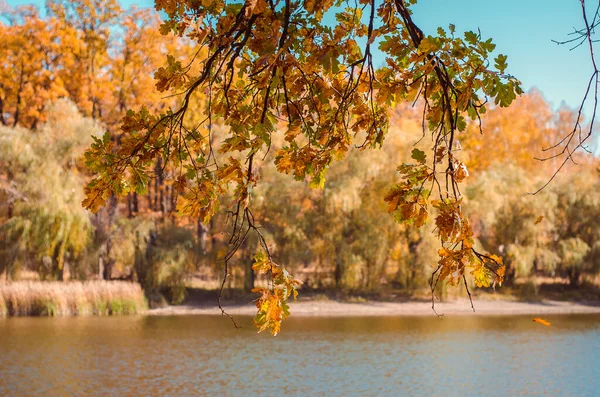 Parc d'automne - branches suspendues au-dessus de l'eau — Photo