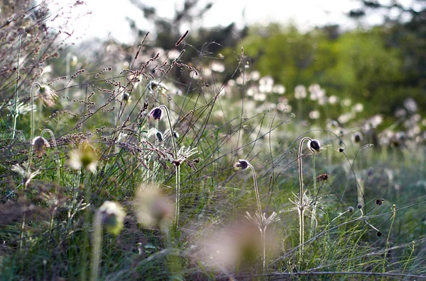 Prado ensolarado - flores selvagens de campo na luz de fundo — Fotografia de Stock