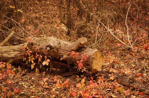 Autumn wood nature - fallen tree and autumn leaves — Stock Photo, Image
