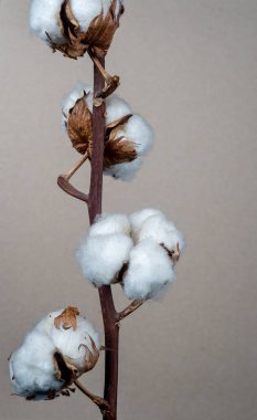 Pamuk çiçeği, yakın çekim ve doku