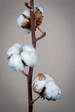 Pamuk çiçeği, yakın çekim ve doku