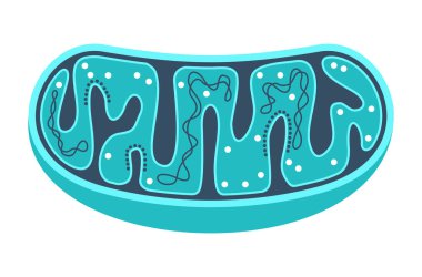 Mitochondria slice with ctructure and components clipart