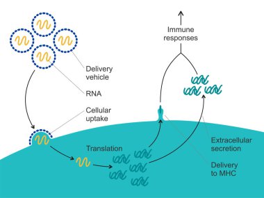 Eylem Mekanizması - Haberci RNA aşısı