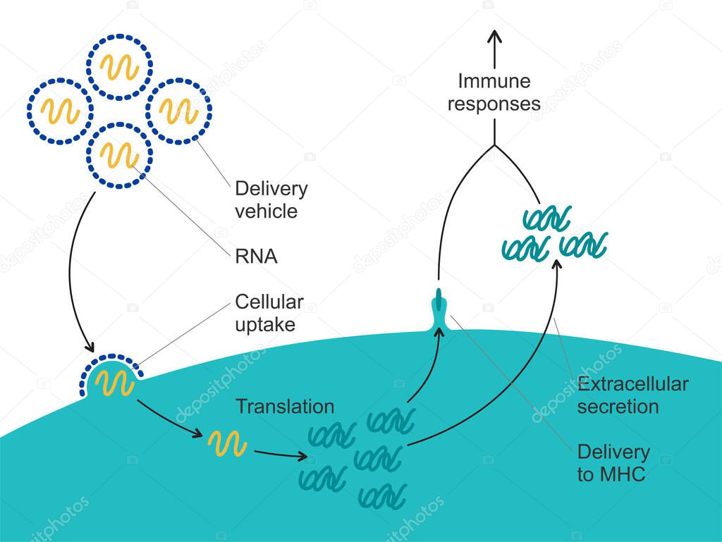 Mechanism of action - messenger RNA vaccine