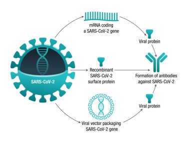 COVID-19 aşı tipleri. RNA, alt küme, viral vektör