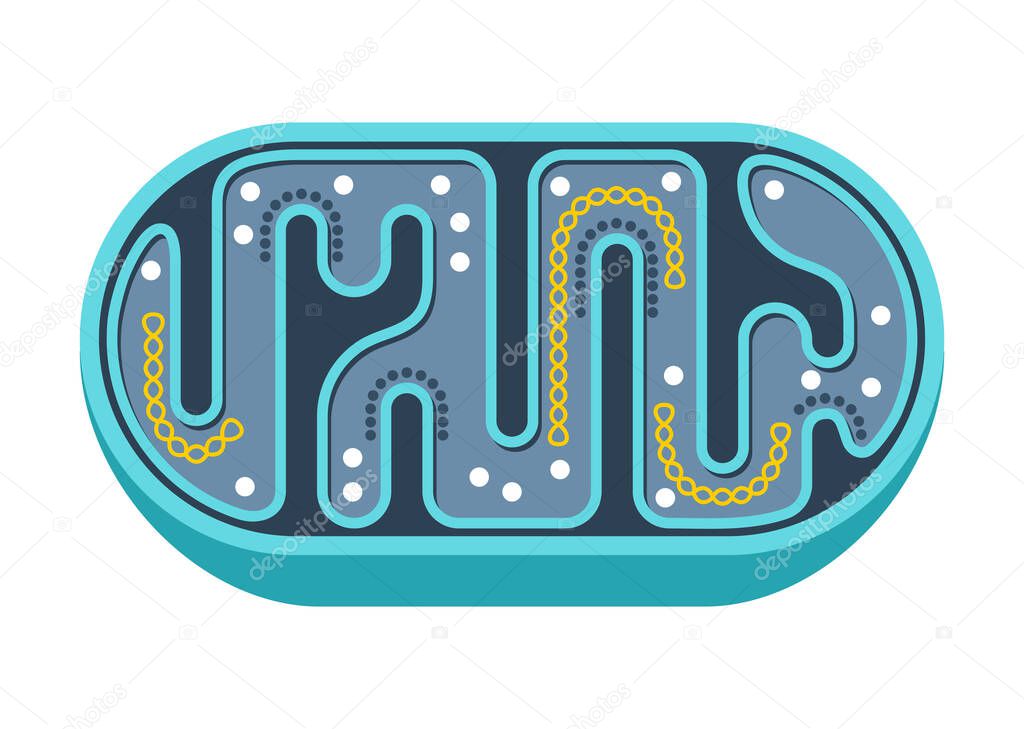 Mitochondria slice icon in simple style
