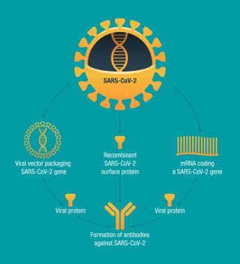 COVID aşısı tipleri. RNA, alt küme, viral vektör