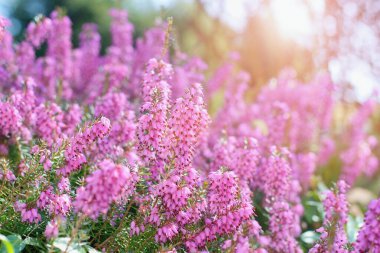 Erica çiçeklerinde sabah güneşi (fundalık), mavi ışık