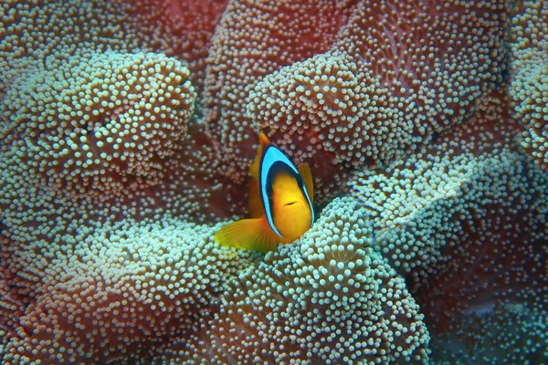 Peixe Palhaço Amphiprion Bicinctus Anemonefish Duas Bandas Mar Vermelho — Fotografia de Stock