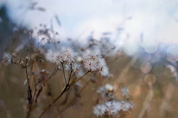 Zacht Gefocust Wazig Herfstfotografie Droge Planten Met Onscherpe Lucht Achtergrond — Stockfoto