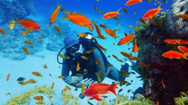 Tropikal mercan resifinin yakınında güzel kırmızı mercan balığı sürüsüyle (Anthias) çevrili dalgıç.
