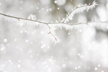 Kış dalıyla ışıl ışıl karlı arka plan.