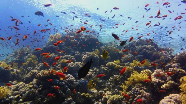 Belo Recife Coral Tropical Com Cardumes Peixes Coral Vermelho Anthias — Fotografia de Stock