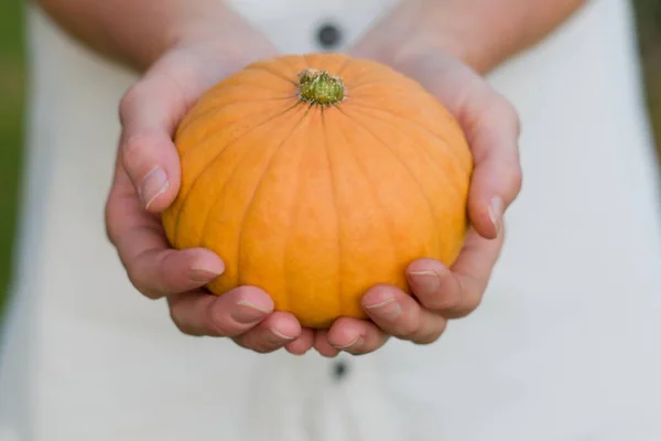 Fresh Pumpkin Woman Gardener Hands — Stock Photo, Image
