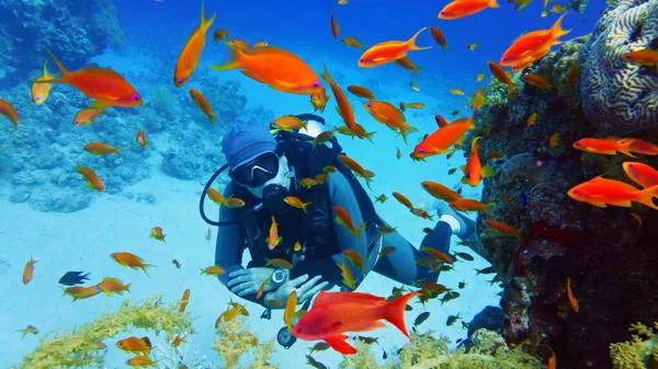 Immersioni Subacquee Circondate Banchi Bellissimi Pesci Corallo Rosso Anthias Vicino — Foto Stock