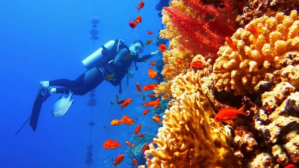 Дайвер Аквалангом Окружении Отмелей Красивых Красных Коралловых Рыб Anthias Возле — стоковое фото
