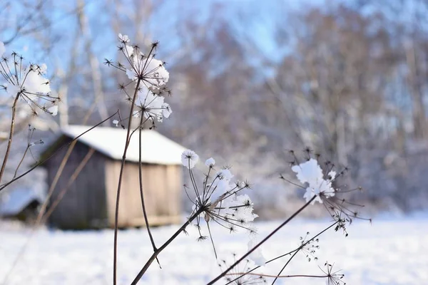 Maravilhoso Cenário Inverno Com Plantas Secas Cabana Madeira Velha Fundo — Fotografia de Stock