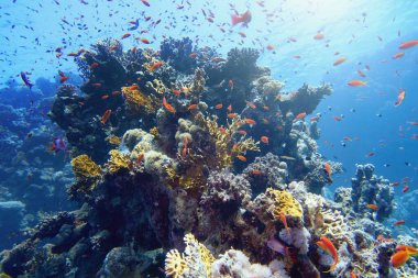 Suyun altında hayat veren güneş ışığı. Tropikal mercan resifinde su altında parlayan güneş ışınları. Ekosistem ve çevre koruma kavramı.