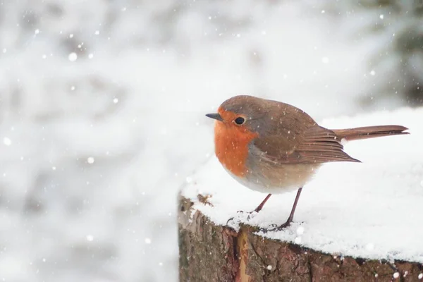 美丽的冬季风景 欧洲的知更鸟在一场大雪中坐在树桩上 — 图库照片