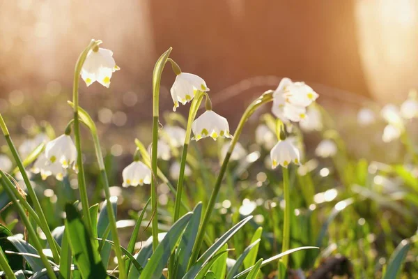 Voorjaarsbloemen Het Stralende Zonlicht Leucojum Vernum Genaamd Lente Sneeuwvlok — Stockfoto