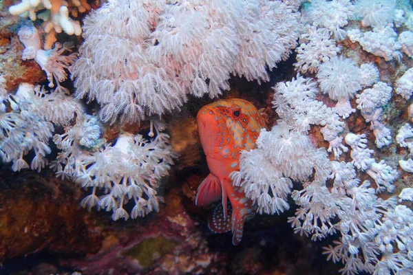 水中の柔らかいサンゴ礁の避難所でのサンゴの後ろの魚 セファロフォリスMiinata — ストック写真