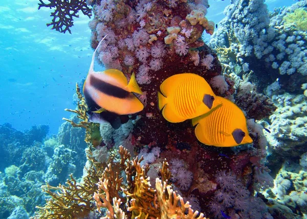 Hermosa Escena Submarina Con Arrecife Coral Par Peces Mariposa Enmascarados —  Fotos de Stock