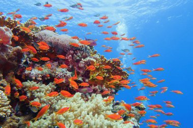 Balık sürüsü ya da kırmızı mercan balıklı güzel tropikal mercan resifi Anthias