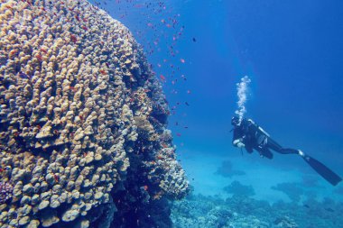 Skuba dalgıcı güzel renkli mercan resiflerini izliyor.